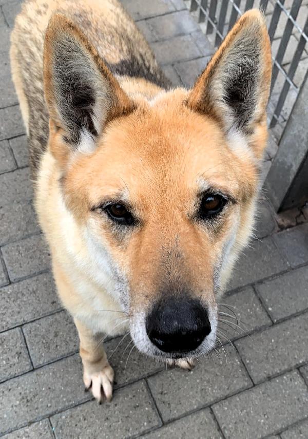 LUPA BELLISSIMA DIVERSAMENTE CUCCIOLA Foto 4